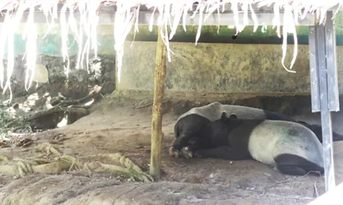 Siantar Zoo: Kumala Sari, Dokter Hewan Penjaga dalam Senyap 